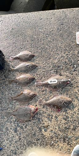 イシガレイの釣果