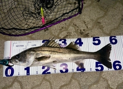 シーバスの釣果