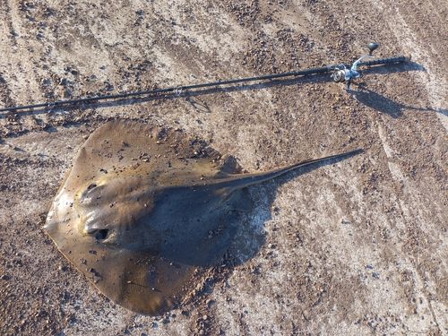アカエイの釣果