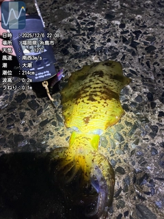 アオリイカの釣果