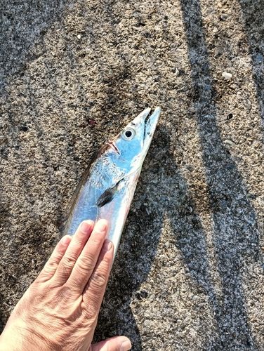 タチウオの釣果