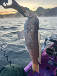 シロアマダイの釣果
