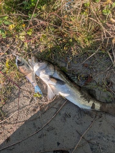 シーバスの釣果