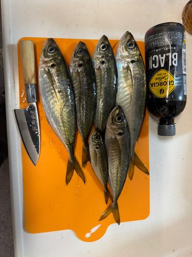 マアジの釣果