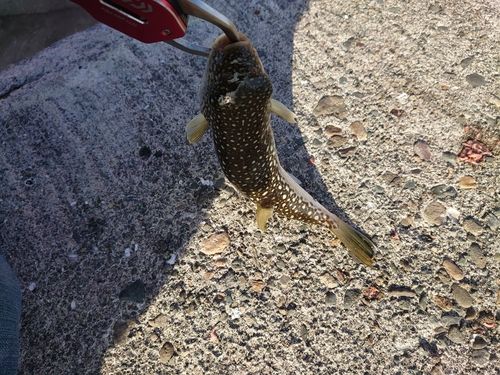 フグの釣果
