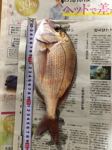 ヒラアジの釣果