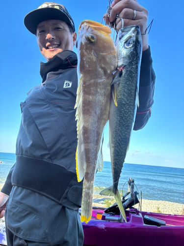 アオハタの釣果