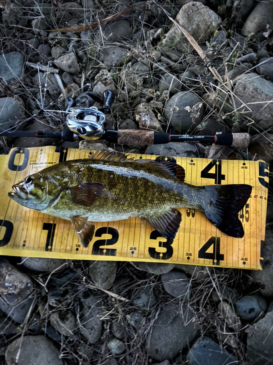 スモールマウスバス