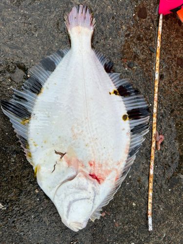 カレイの釣果