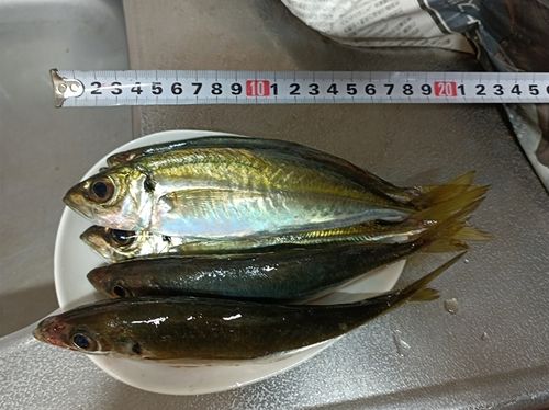 アジの釣果