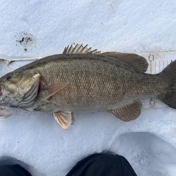 スモールマウスバス