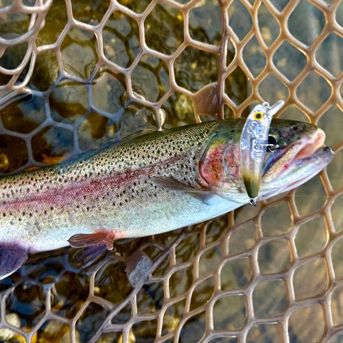 ニジマスの釣果