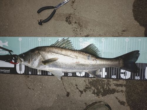 シーバスの釣果