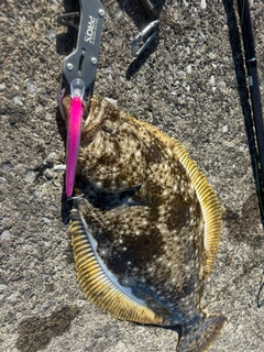 ヒラメの釣果