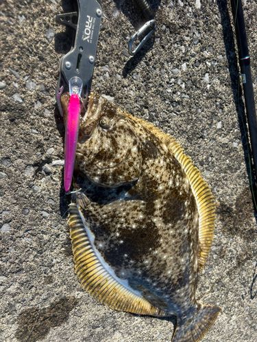 ヒラメの釣果