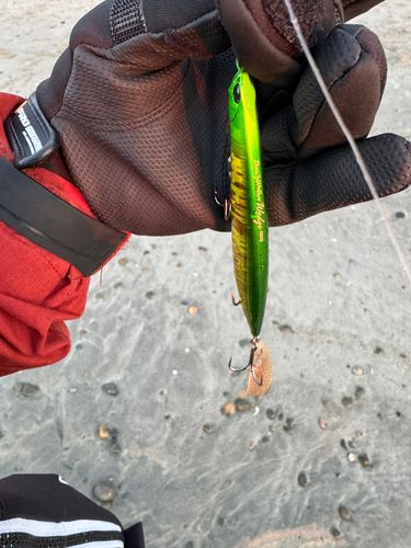 シタビラメの釣果