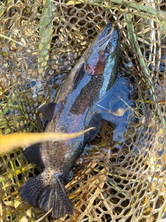 ニジマスの釣果