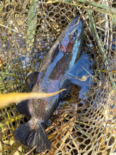 ニジマスの釣果