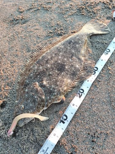 ヒラメの釣果