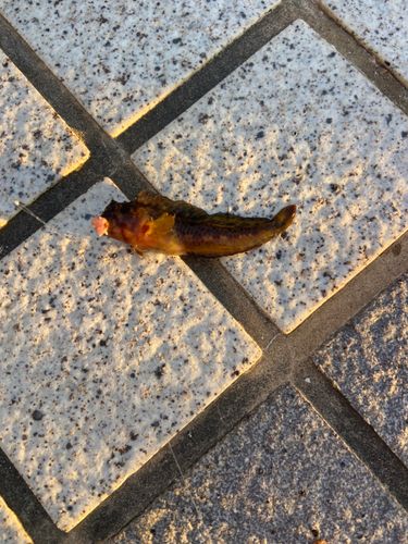 イソギンポの釣果