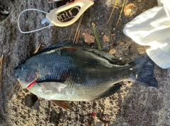 グレの釣果