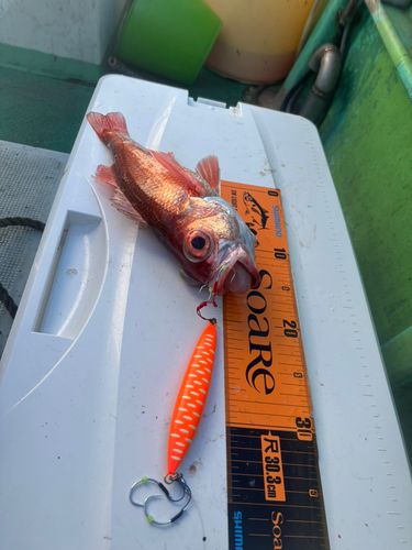 アカムツの釣果