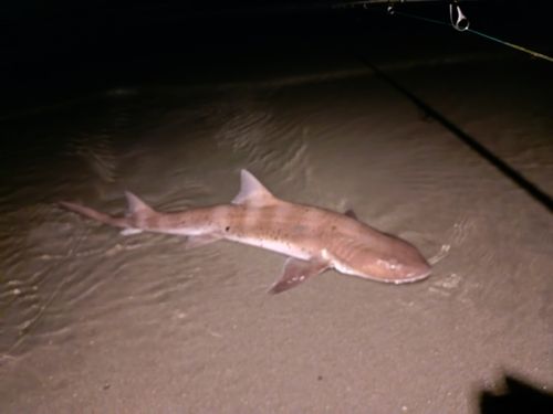 ドチザメの釣果