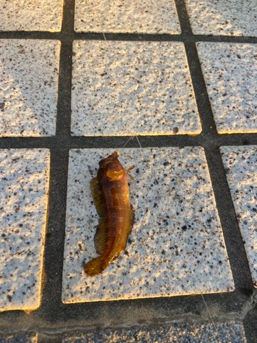 イソギンポの釣果