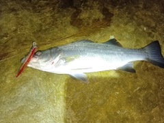 ヒラスズキの釣果