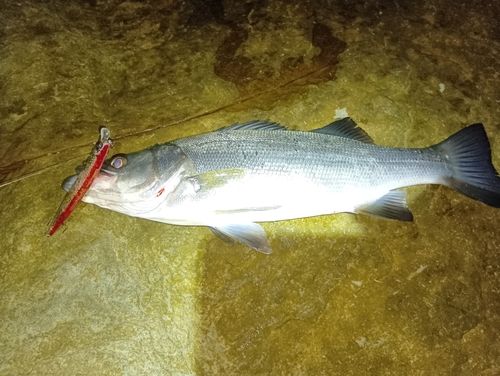 ヒラスズキの釣果