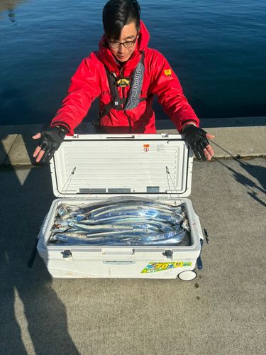 タチウオの釣果