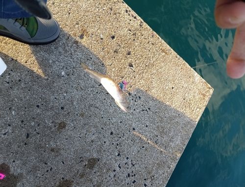 エソの釣果