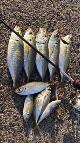 周防大島（屋代島）