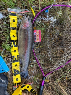 ニジマスの釣果