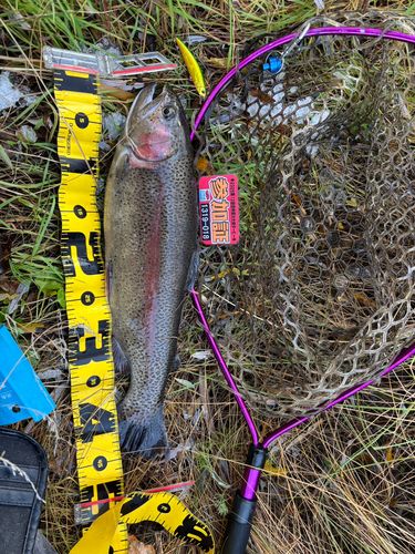 ニジマスの釣果