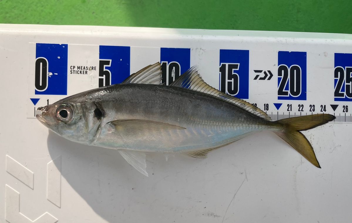 アングラーナーヒャンさんの釣果 2枚目の画像