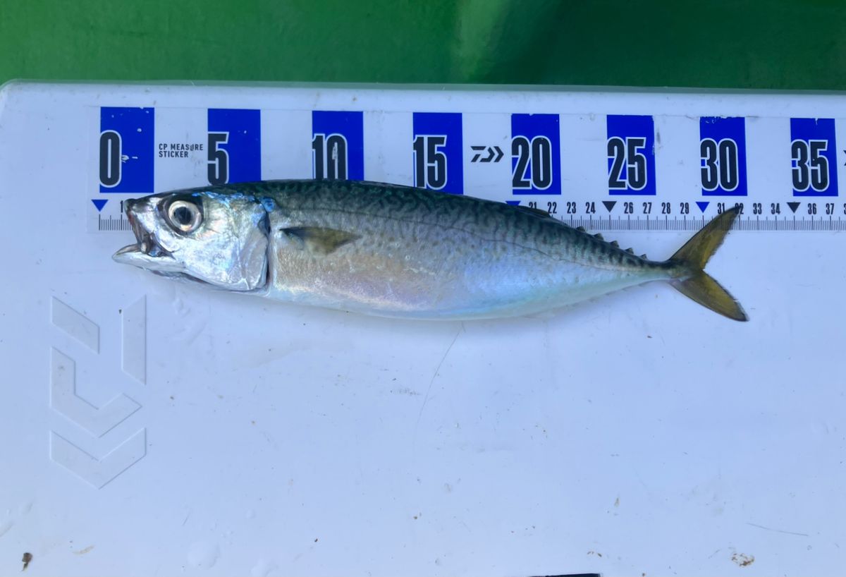 アングラーナーヒャンさんの釣果 3枚目の画像