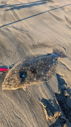 ヒラメの釣果