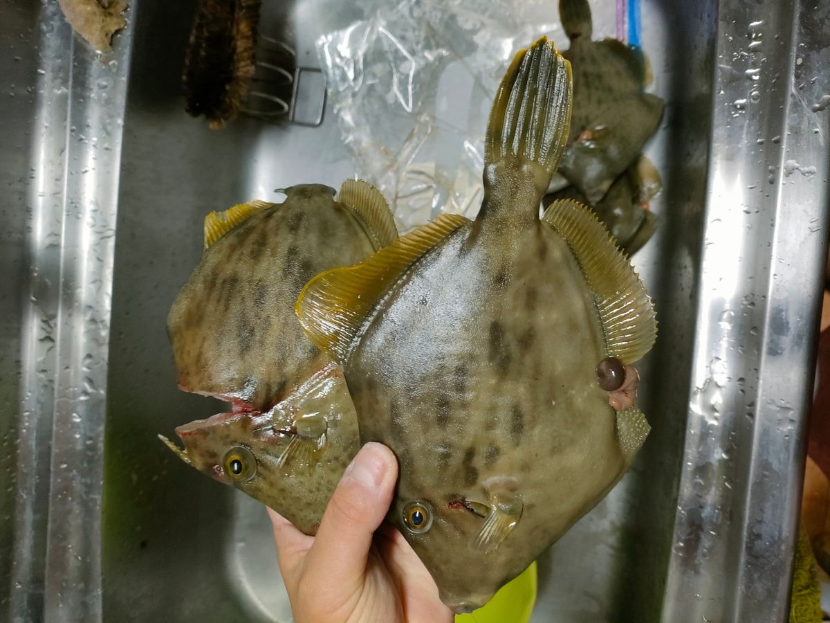頭釣る釣るさんの釣果 2枚目の画像