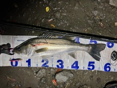 シーバスの釣果