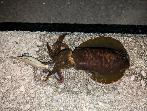 アオリイカの釣果