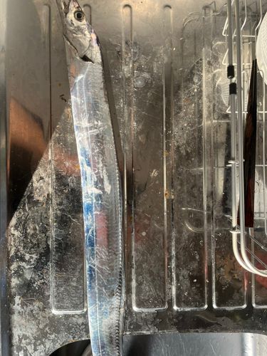 タチウオの釣果