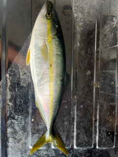 フクラギの釣果