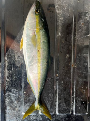 フクラギの釣果