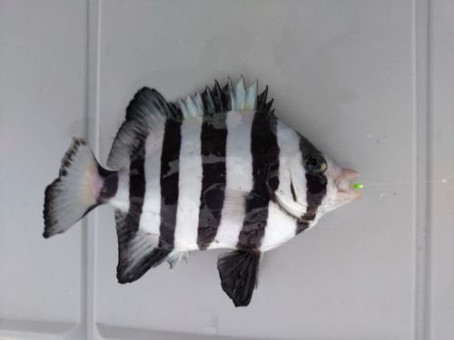 あかぐり海釣公園