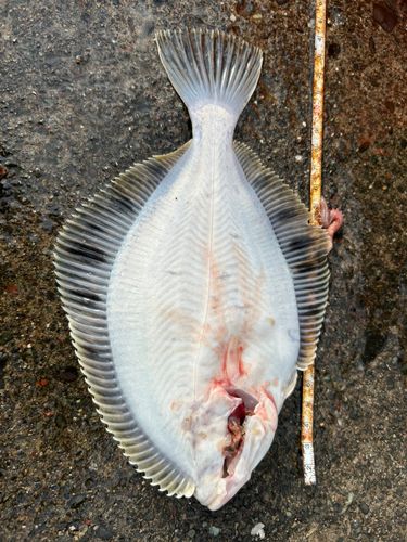 カレイの釣果