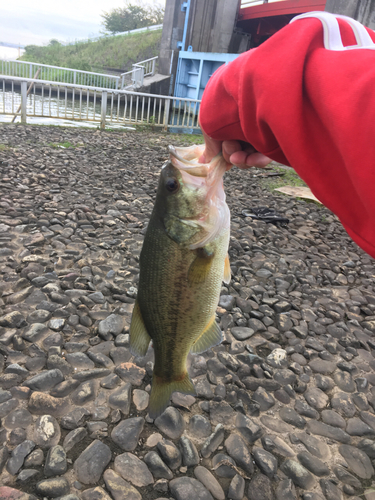 ラージマウスバスの釣果