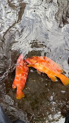 アカハタの釣果