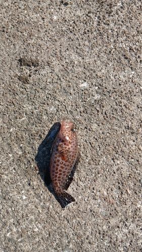 オオモンハタの釣果