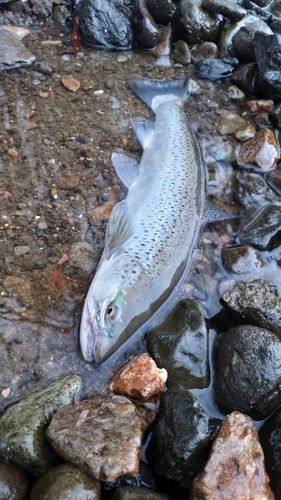ブラウントラウトの釣果
